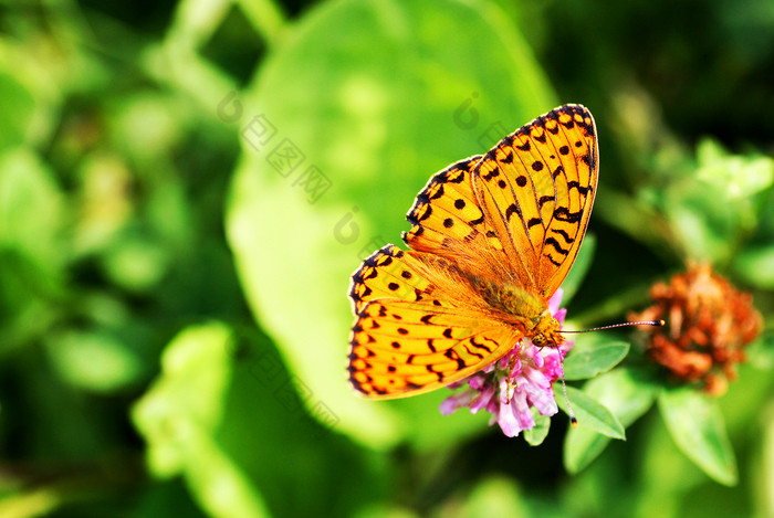 蝴蝶花特写镜头贝母橙色森林与传播翅膀贝母橙色森林与传播翅膀