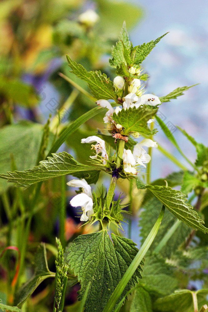 荨麻绿色荨麻布什与小白色花绿色荨麻布什与小白色花