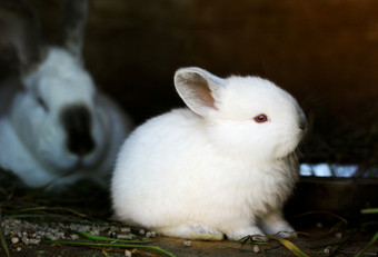 兔子兔子笼子里小毛茸茸的兔子的前景回来散焦兔妈妈兔子笼子里