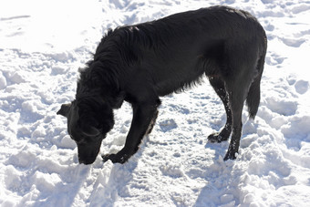 黑色的狗大黑色的狗站与它的头<strong>鞠躬</strong>的白色雪