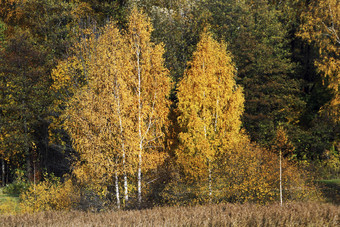 秋天景观视图秋天<strong>泛黄</strong>的森林和树