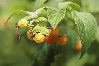 黄色的树莓成熟的成熟的树莓布什分支特写镜头
