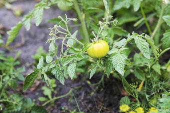 西红柿的分支机构挂略泛黄生西红柿如何西红柿成熟