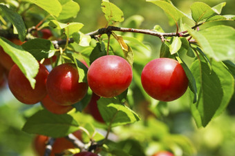 樱桃李子分支特写镜头成熟的樱桃李子分支在绿色叶子