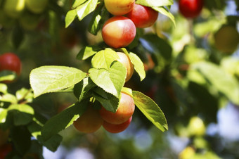 樱桃李子成熟的樱桃李子分支在绿色叶子
