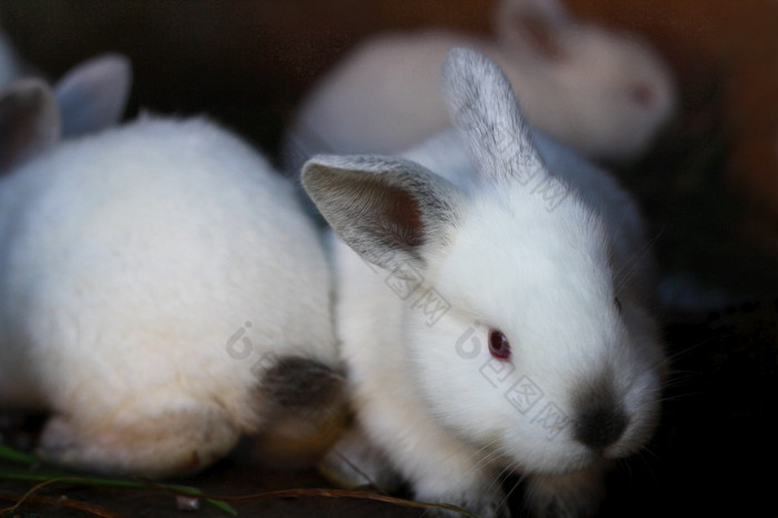 小白色兔子纯种兔子提高了首页农场在那里是小兔子的笼子里