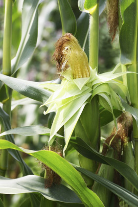 成熟的成熟的玉米耳朵玉米茎