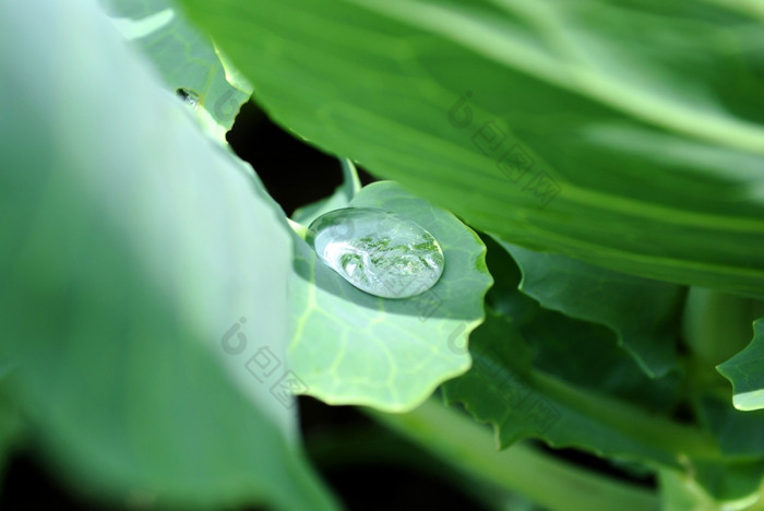 小滴露水表绿色植物