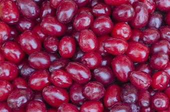 红色的美味的有益健康的vitaminous康奈尔水果山 茱萸但