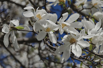 木兰树开花春天花园