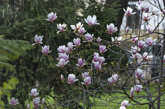 木兰树开花春天花园