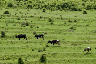 背景场与草而且树扎维特保加利亚