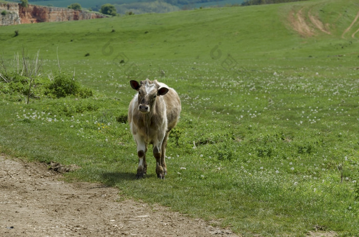 背景场与草cow-man而且树扎维特保加利亚