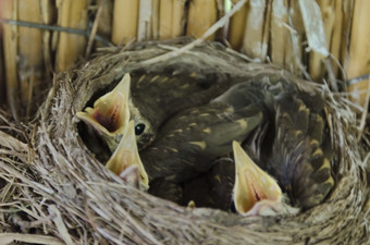 饥饿新成熟的songbird等待食物<strong>鸟</strong>rsquo<strong>巢</strong>的《阁楼》养蜂场扎维特保加利亚