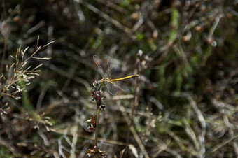 黄色的蜻蜓蜻蜓目干草场术后山保加利亚