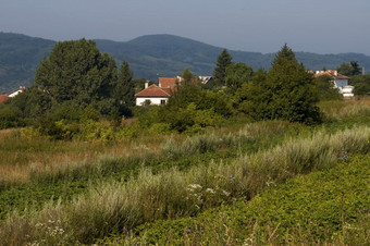 场景与土豆植物场森林和住宅区保加利亚村术后术后山保加利亚
