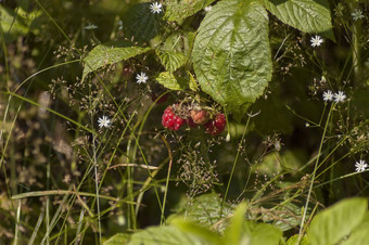 山花快乐与新鲜的和成熟的<strong>树莓水果</strong>和叶子术后山保加利亚