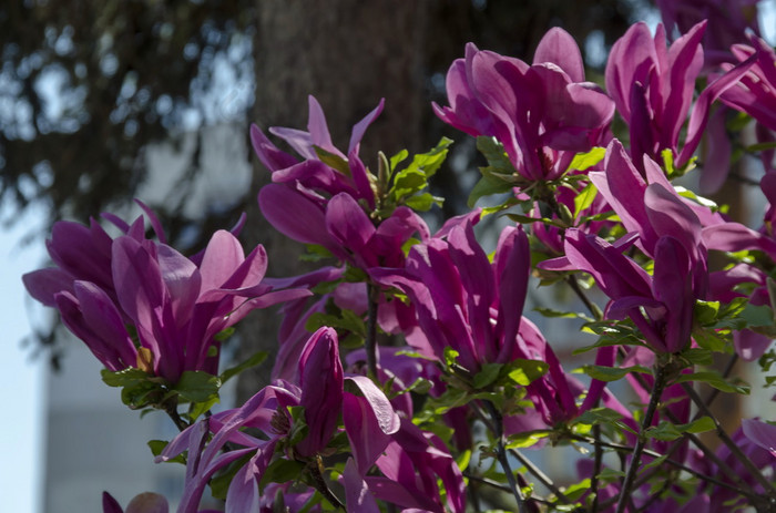 嫩枝与紫色的布鲁姆和叶子木兰树春天花园索菲亚保加利亚