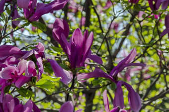 嫩枝与紫色的布鲁姆和叶子木兰树春天花园索菲亚保加利亚