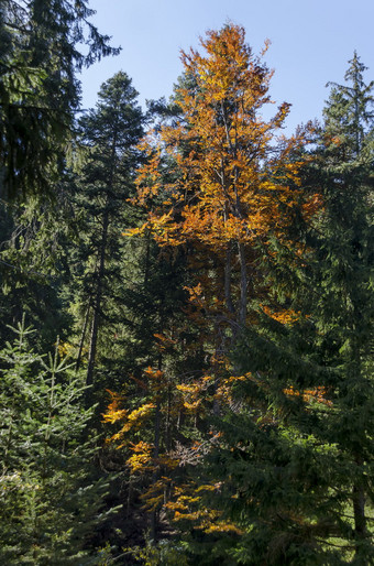 沙皇<strong>皇家</strong>比斯特里察<strong>公园</strong>为休息和走与不同的树值得尊敬的秋天的森林附近度假胜地波罗维茨rila山保加利亚
