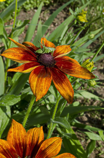 布鲁姆黄雏菊属rudbekia富尔吉达金丝特鲁姆黄色的橙色松果菊与美绿色蚱蜢花园区德鲁伊巴索菲亚保加利亚