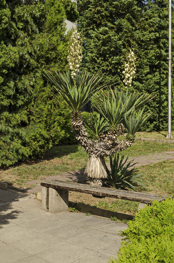 视图白色丝兰植物龙舌兰仙人掌布鲁姆花园区德鲁伊巴索菲亚保加利亚