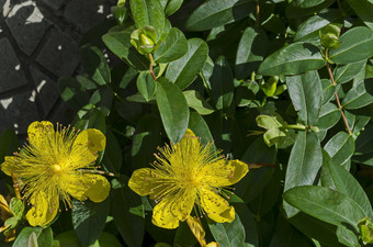 金丝桃属植物卡利西努姆约翰麦汁黄色的玫瑰沙龙布什花特写镜头与中央质量明亮的黄色的雄蕊索菲亚保加利亚