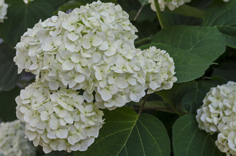 多个白色绣球花植物绣球花花与布鲁姆和叶子的花园索菲亚保加利亚
