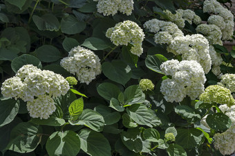 多个白色绣球花植物绣球花花与布鲁姆和叶子的花园索菲亚保加利亚