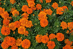 橙色和红色的花头万寿菊金盏花与绿色背景的自然老西公园索菲亚保加利亚