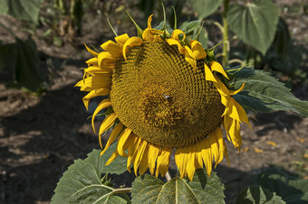 特写镜头一个开花<strong>向日葵向日葵</strong>年金日益增长的<strong>向日葵</strong>场bailovo村保加利亚