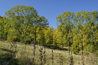 色彩斑斓的秋天景观秋天的树松柏科的和落叶森林与快乐的vitosha山保加利亚