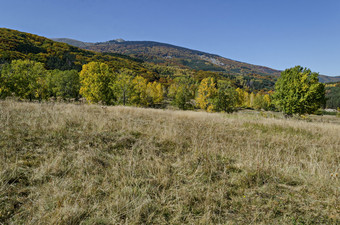 色彩斑斓的秋天景观秋天的树松柏科的和落叶森林与快乐的vitosha山保加利亚