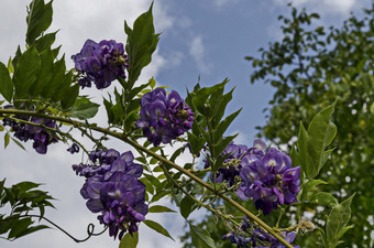 分支与群紫色的布鲁姆和叶紫<strong>藤树</strong>花园小镇delchevo马其顿欧洲