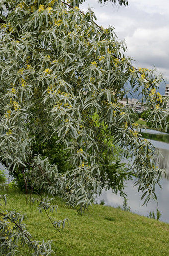 夏季与小开花白色柳树柳树阿尔芭树海岸湖住宅区德鲁伊巴索菲亚保加利亚