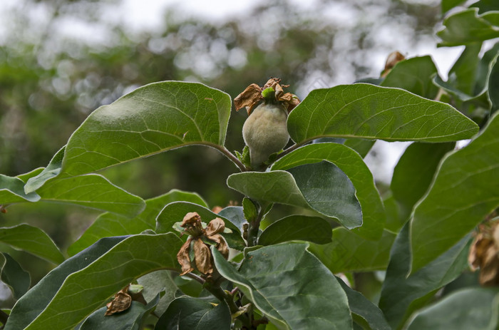 分支quince-tree与新绿色水果特写镜头德鲁伊巴索菲亚保加利亚