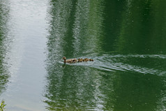 母鸡野鸭鸭> <platyrhynchos和他们的小鸭子与棕色（的）羽毛游泳湖索菲亚保加利亚