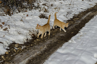 新鲜<strong>的</strong>视图雪落叶森林与污垢路和两个<strong>黄色的猫</strong>冬天附近扎维特小镇保加利亚欧洲