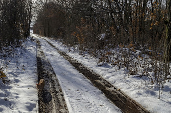 新鲜<strong>的</strong>视图雪落叶森林与污垢路和一个<strong>黄色的猫</strong>冬天附近扎维特小镇保加利亚欧洲