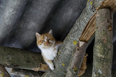 美丽的黄色的猫休息木梁下的屋顶避难所的森林附近扎维特保加利亚欧洲