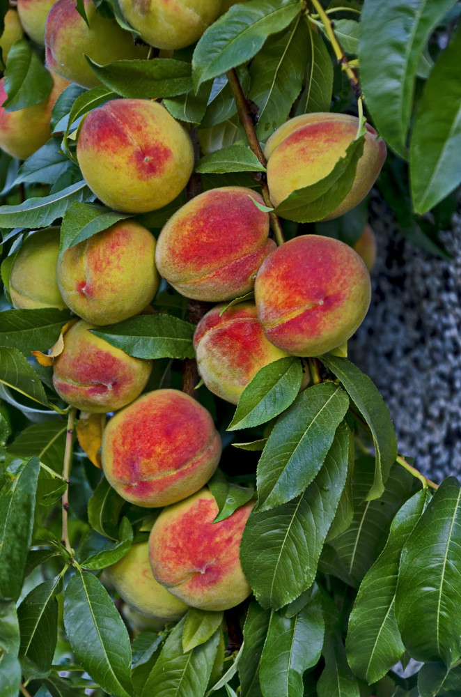 桃子树分支李属与许多成熟的水果推荐扎维特