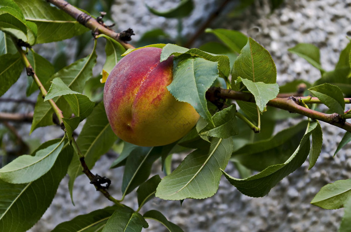 桃子树分支李属与单成熟的水果推荐扎维特保
