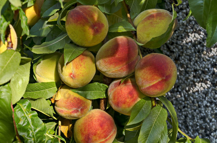 桃子树分支李属persica与许多成熟的水果推荐背景扎维特保加利亚