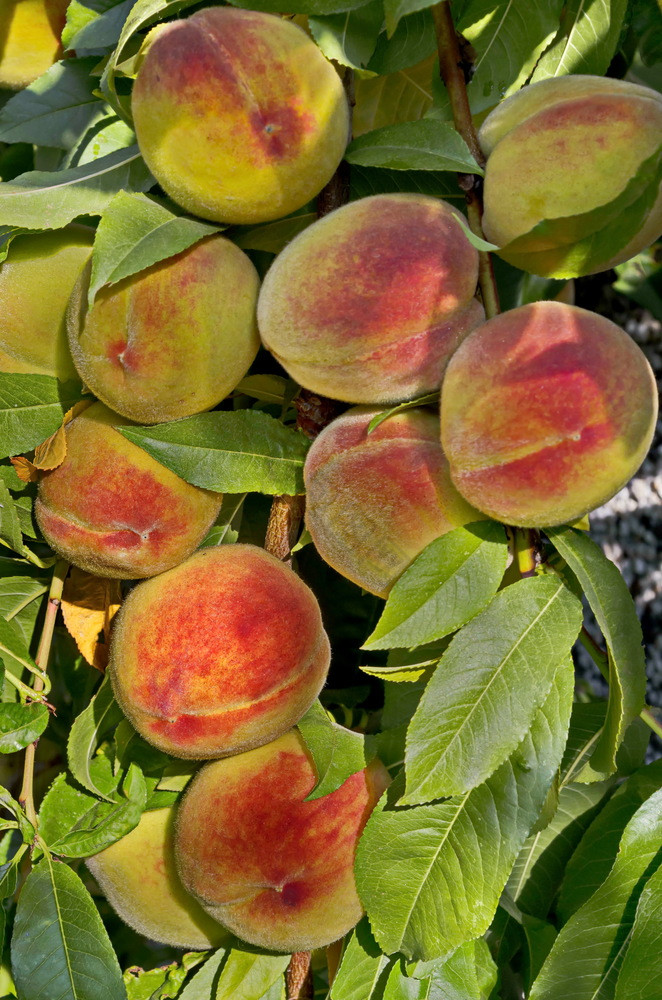 桃子树分支李属与许多成熟的水果推荐扎维特