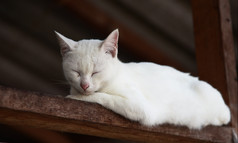白色猫肖像