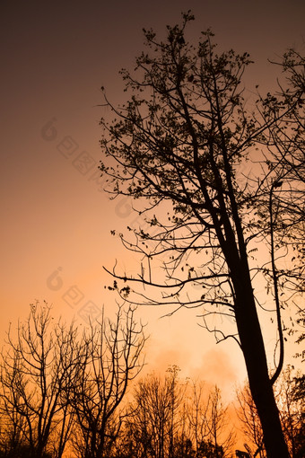 死树的日落与明亮的橙色背景