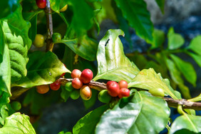 咖啡豆咖啡咖啡树