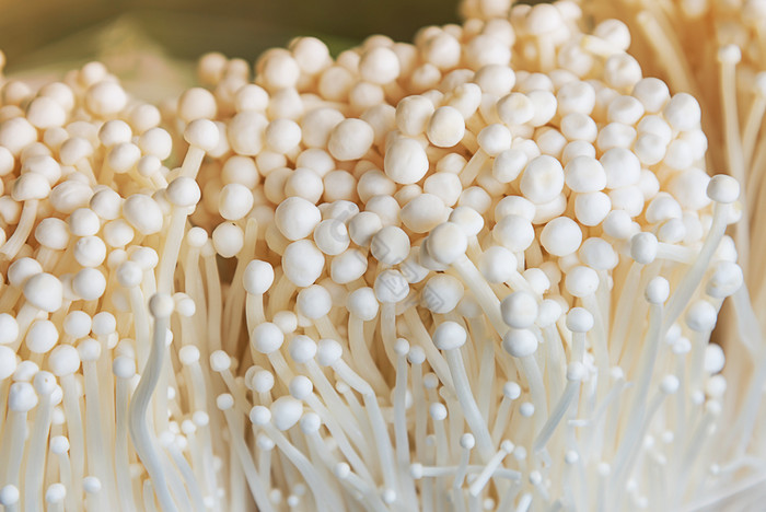 蘑菇金针蘑菇集团金针蘑菇图片