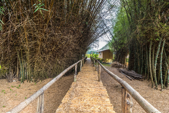 竹子桥与丛bambusa竹子泰国