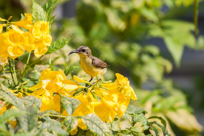 Olive-backed太阳鸟胆小的太阳鸟持有黄色的花